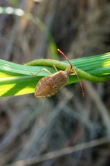 Homoeocerus dilatatus