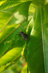 Meteutinopus mongolicus