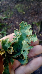 Yarrumia colensoi
