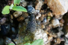 Meteutinopus mongolicus