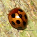 Derispia coccinelloides - Photo (c) Chathuri Jayatissa,  זכויות יוצרים חלקיות (CC BY-NC), הועלה על ידי Chathuri Jayatissa