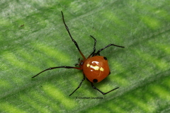 Theridion quadratum