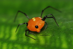 Theridion quadratum