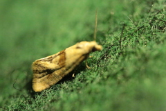 Cochylidia implicitana