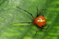 Theridion quadratum