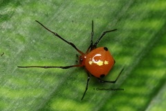 Theridion quadratum