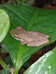 Polypedates occidentalis