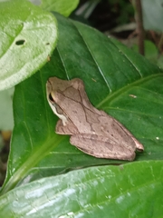 Polypedates occidentalis