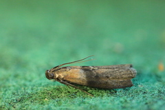 Sciota fumella