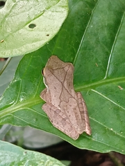 Polypedates occidentalis