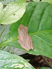Polypedates occidentalis