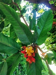 Saraca asoca
