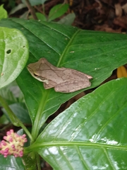 Polypedates occidentalis