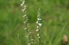 Spiranthes sinensis