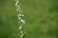 Spiranthes sinensis