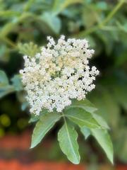 Sambucus nigra