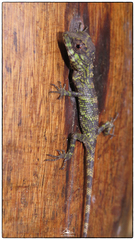 Calotes liolepis
