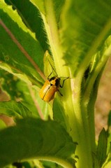 Cryptocephalus peliopterus