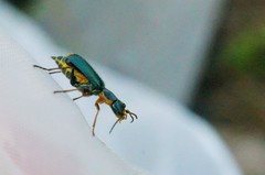 Cordylepherus sibiricus