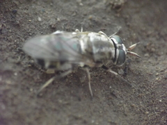 Adoxomyia heminopla