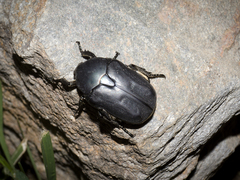 Protaetia opaca