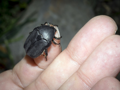 Protaetia opaca