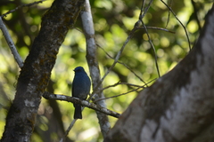 Eumyias albicaudatus
