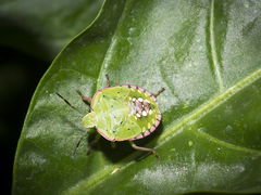Nezara viridula