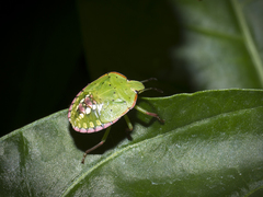 Nezara viridula