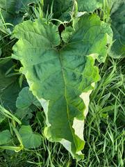 Arctium lappa