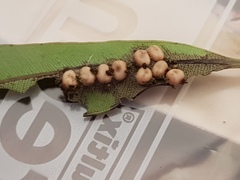 Opodiphthera eucalypti