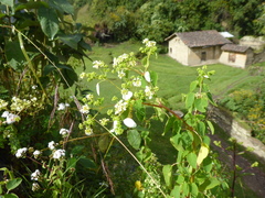 Colignonia biumbellata