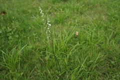 Spiranthes sinensis