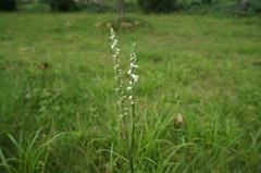 Spiranthes sinensis