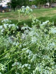Anthriscus sylvestris