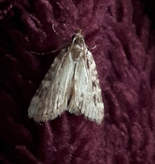 Aglossa pinguinalis