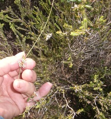 Astephanus triflorus