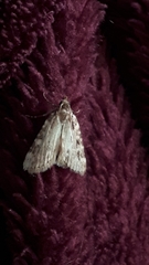 Aglossa pinguinalis