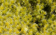 Racomitrium canescens