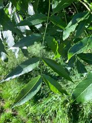 Fraxinus excelsior