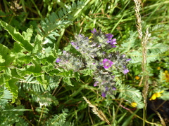 Fuertesimalva limensis