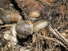Cornu aspersum