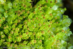 Aulacomnium androgynum