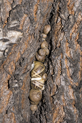 Cornu aspersum