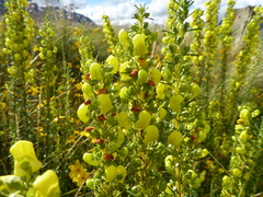 Calceolaria linearis