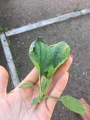 Plantago major