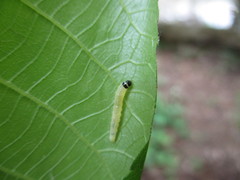 Argyrotaenia juglandana