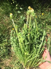 Taraxacum officinale