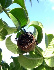 Polybia ruficeps xanthops