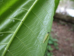 Argyrotaenia juglandana